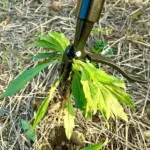 2025 New Detachable Stand Up Weed Puller - Image 9